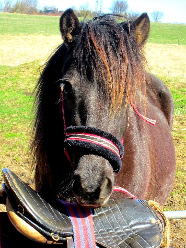 Anden særlig race Jolly - SOLGT -Savnet  billede 16