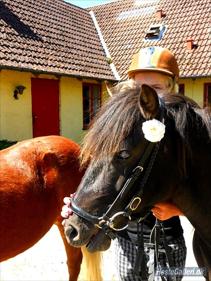 Anden særlig race Jolly - SOLGT -Savnet  billede 17