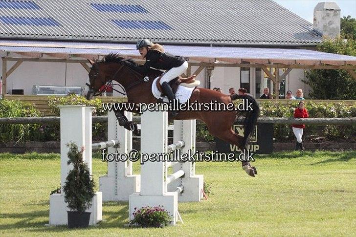 Anglo Araber (AA) Viper billede 10