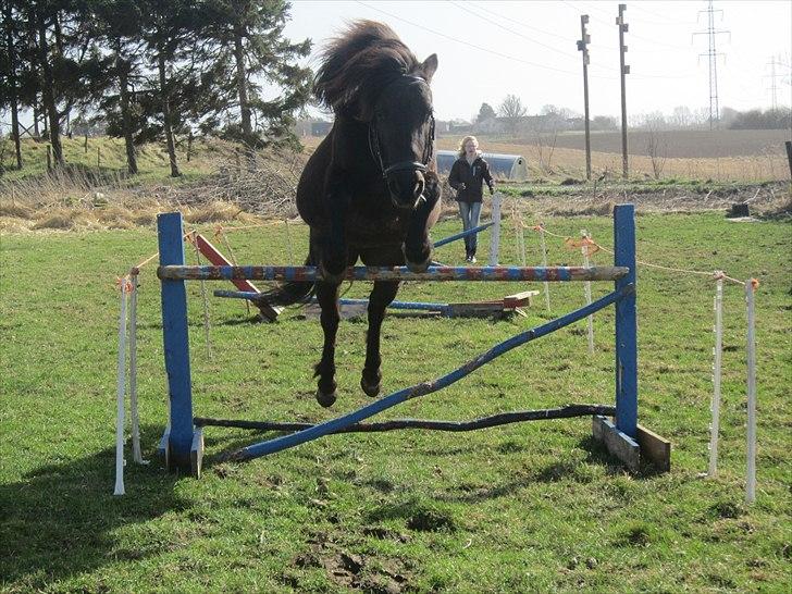 Anden særlig race Jolly - SOLGT -Savnet  billede 18