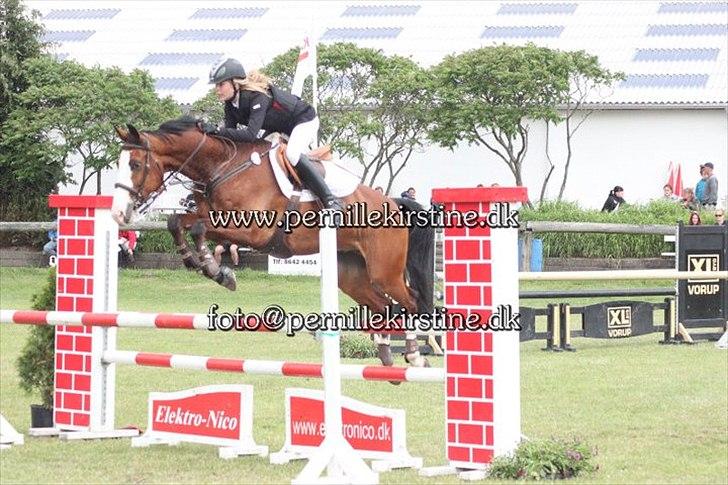 Anglo Araber (AA) Viper billede 9