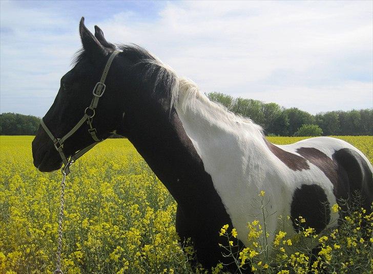 Anden særlig race Bakkens Indy SOLGT - 2011 billede 16