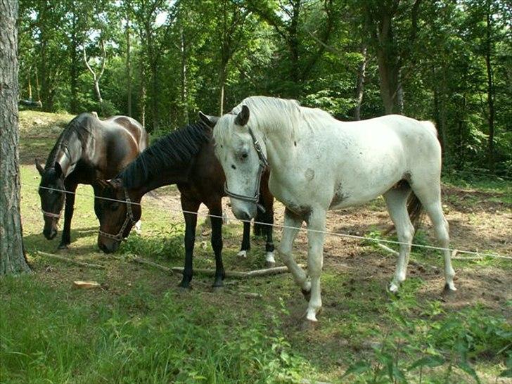 Knabstrupper Askgaardens Murano billede 6