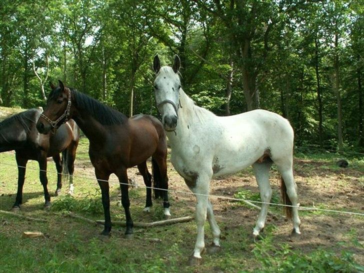 Knabstrupper Askgaardens Murano - En uge inden jeg fik ham hjem :o) billede 7