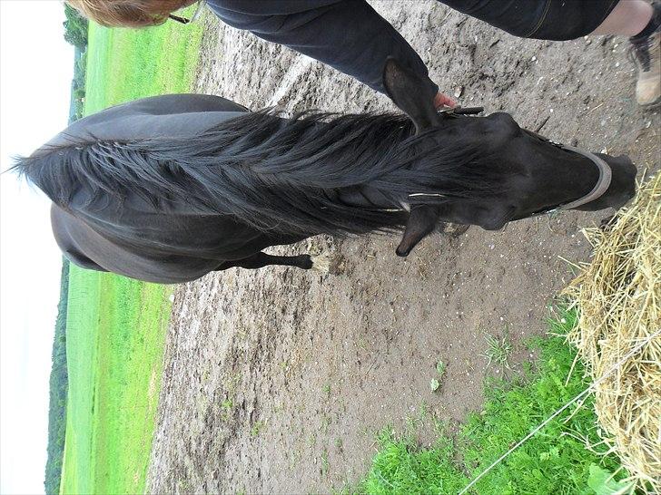 Oldenborg bastian billede 14