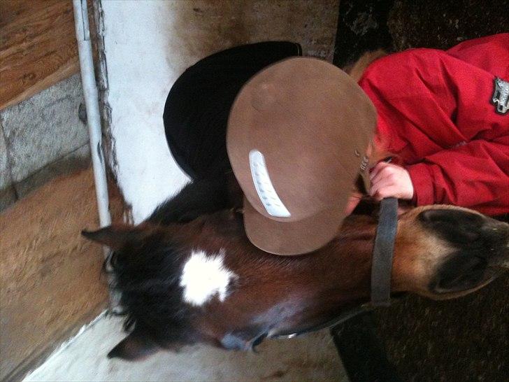 New Forest Yasper billede 10