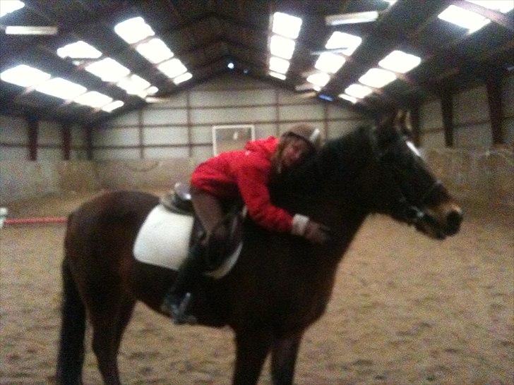 New Forest Yasper billede 12