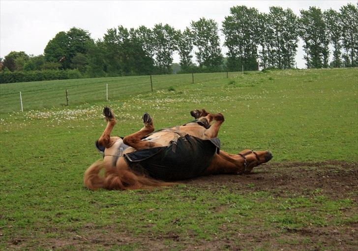 Anden særlig race Sir Thomas Ekipazas - rulle rulle:) billede 7