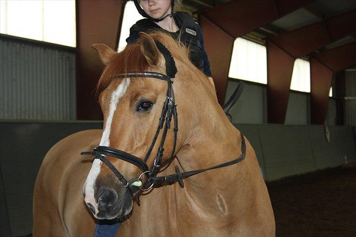 Anden særlig race Sir Thomas Ekipazas - lige til at spise:) billede 12