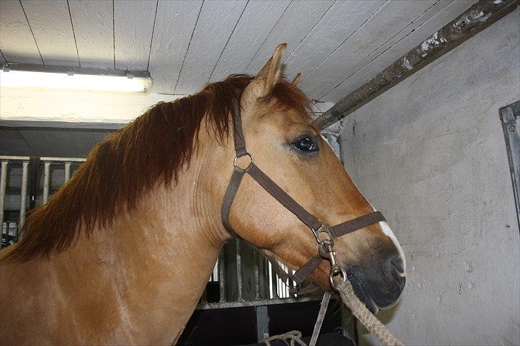 Anden særlig race Sir Thomas Ekipazas - Du er bare så skkøøn:-* billede 13