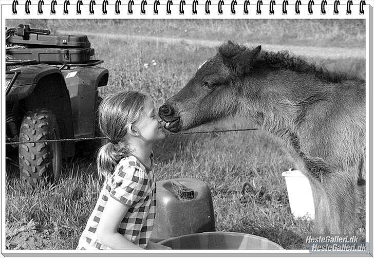 Islænder pokka fra voerbjerg billede 10