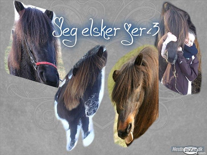 Islænder pokka fra voerbjerg billede 11