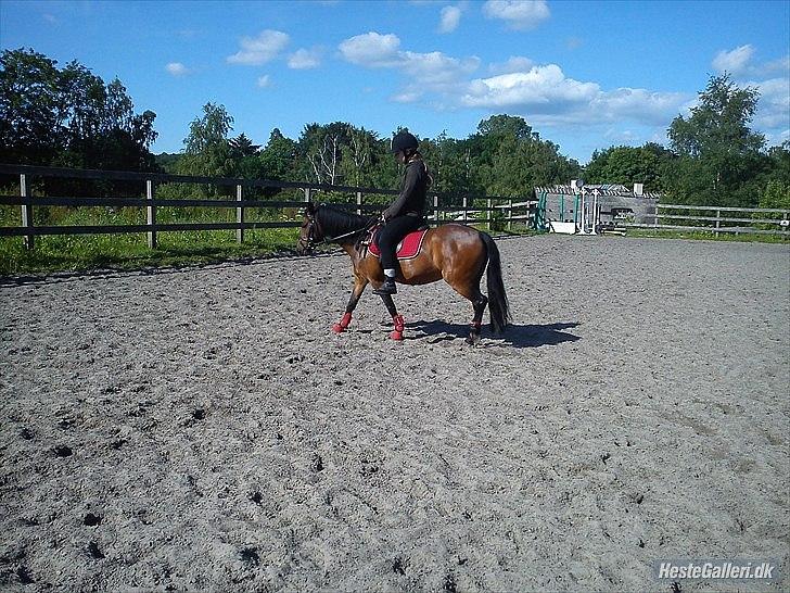 Dartmoor <3 Hammeldrups Desirée <3<3<3 billede 9