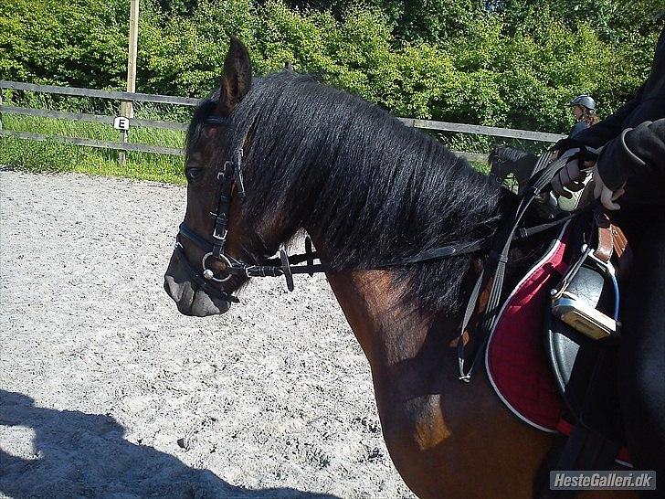 Dartmoor <3 Hammeldrups Desirée <3<3<3 billede 6