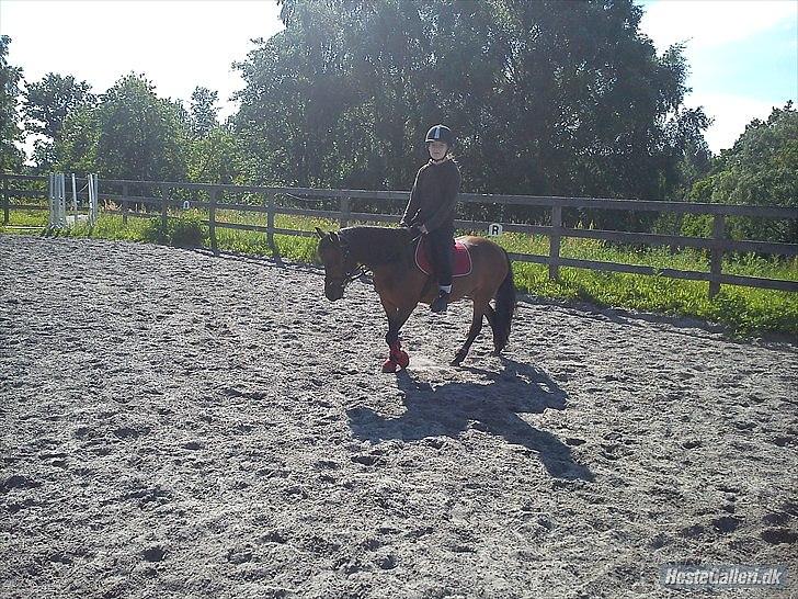 Dartmoor <3 Hammeldrups Desirée <3<3<3 billede 12