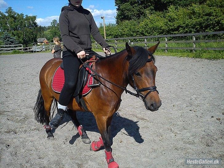 Dartmoor <3 Hammeldrups Desirée <3<3<3 billede 4