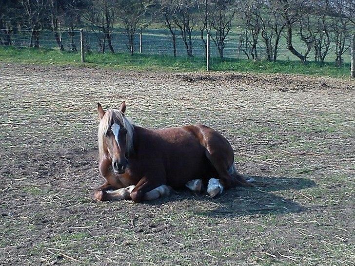 Welsh Cob (sec D) Sirius-S [Rider] - - 20/4-11 billede 19