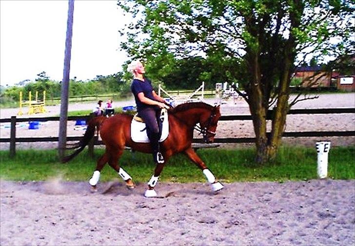 Tysk Sportspony Malibu - 15.06.2011 billede 19