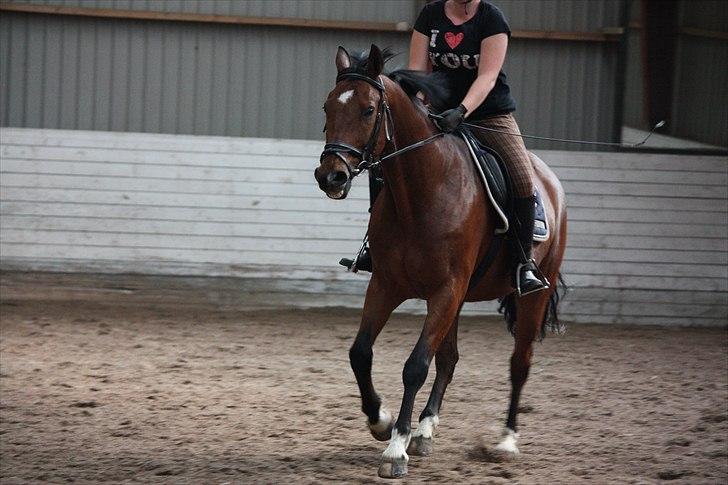 Dansk Varmblod Comet <3 * SOULMATE* billede 12