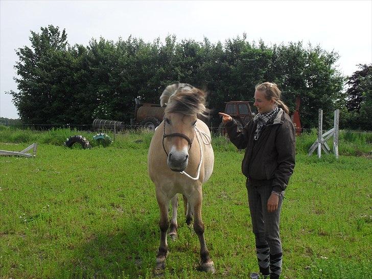 Fjordhest Natalii *Tøzee* - Tøz elskede tricks ;p Hun elsker bare at ryste :) Kommando: Peger på øret og siger "Ryst" skal føres videre til at jeg ryster :) Hun er så sød :* Elsker hende <3 Foto: Kiki billede 9