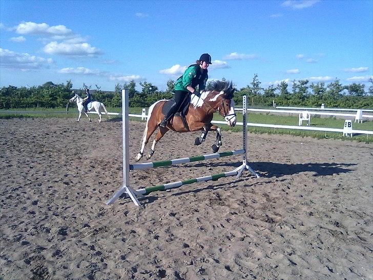 Anden særlig race Blanding - Aladdin <3 - jeg kan da godt hoppe selvom jeg er dressur pony xD billede 14