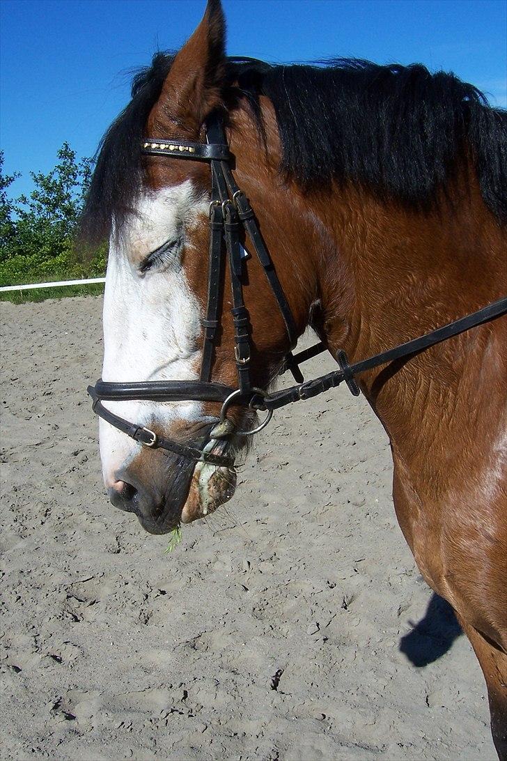 Anden særlig race Blanding - Aladdin <3 - håber ikk i faldt helt i søvn xp<3 billede 19