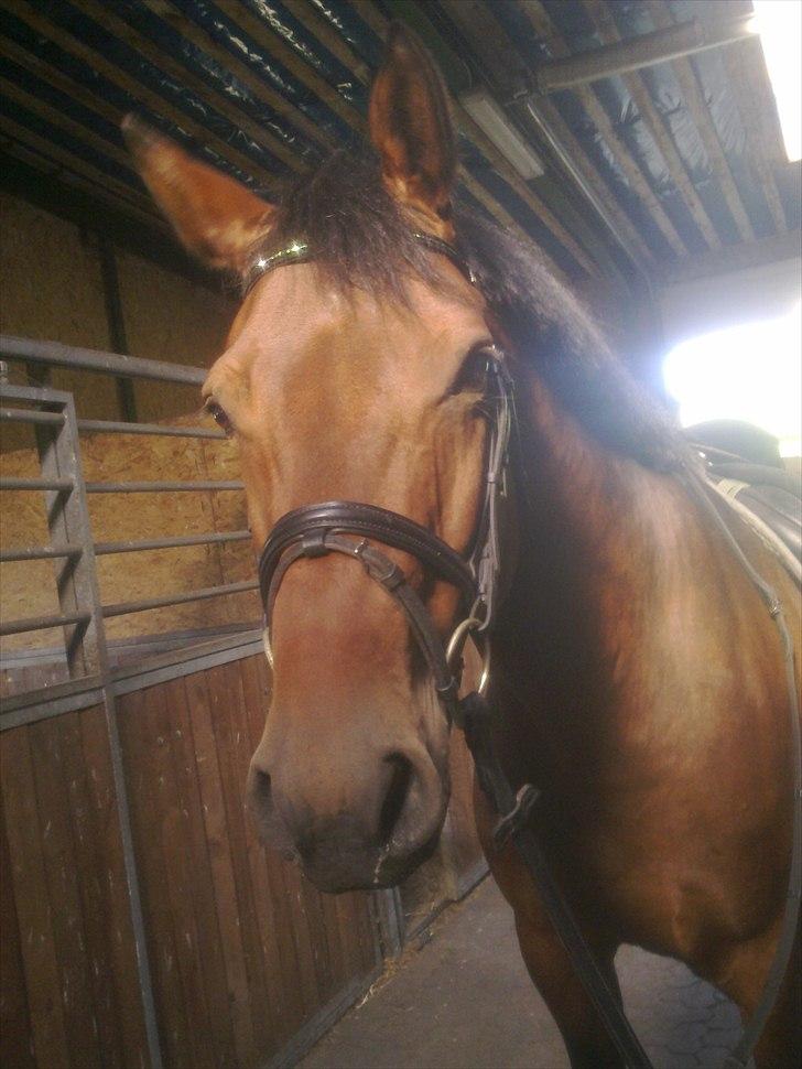 Dansk Varmblod Caprani billede 20