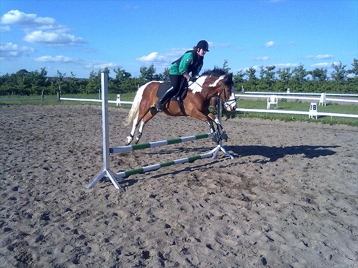 Anden særlig race Blanding - Aladdin <3 - -//- billede 15