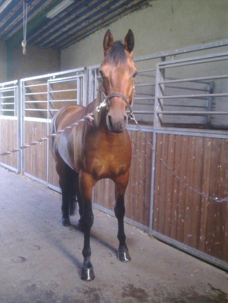 Dansk Varmblod Caprani billede 1