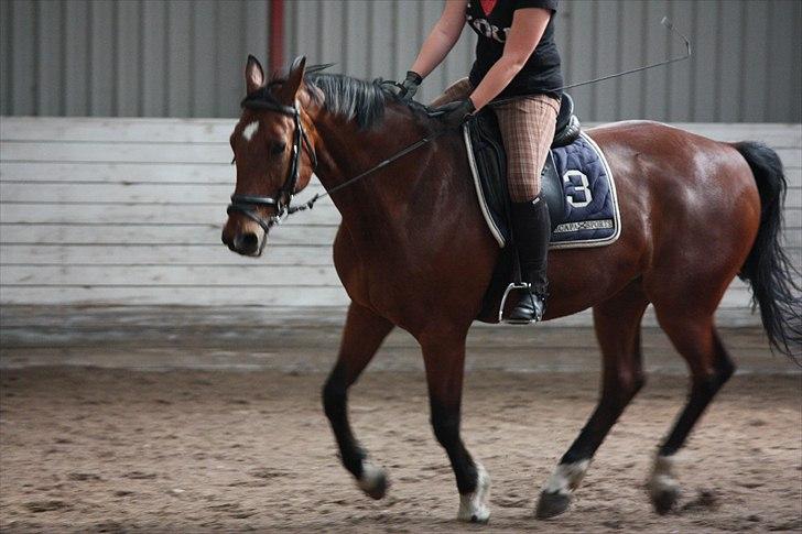 Dansk Varmblod Comet <3 * SOULMATE* billede 18