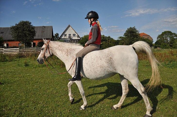 Arabisk fuldblod (OX) bleas  billede 9