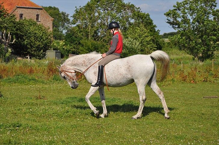 Arabisk fuldblod (OX) bleas  billede 13