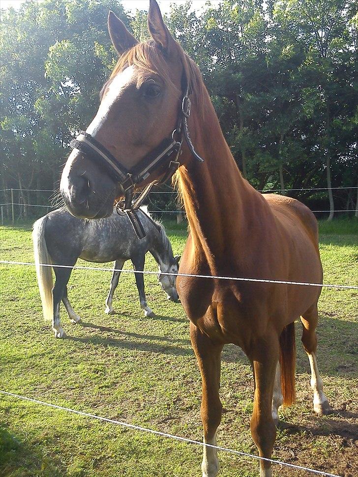 Dansk Varmblod Møgelvangs De Rouge!<3 SOLGT - Skinnede solen lige, eller kiggede du bare på mig ? :D billede 11