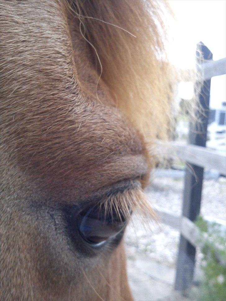 Islænder Neisti fra Munkhøj - Neisti's fine øje (: - taget af mig.  billede 5