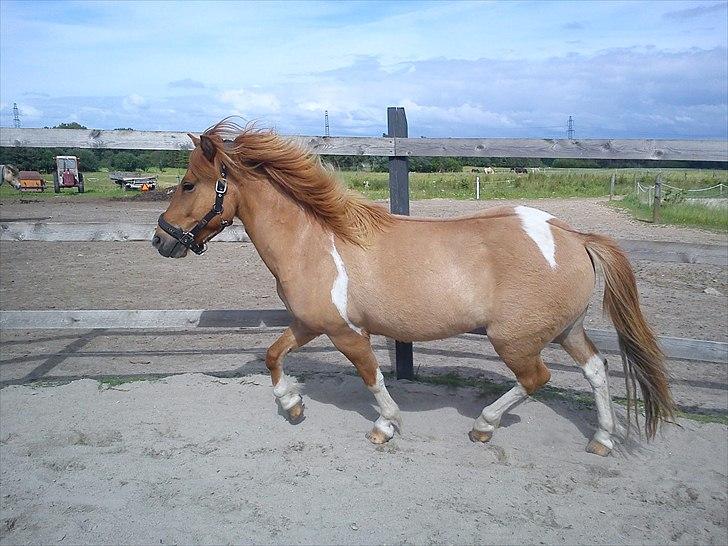 Islænder Neisti fra Munkhøj billede 6