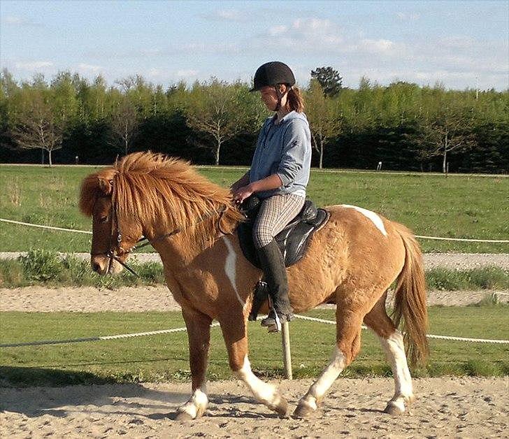 Islænder Neisti fra Munkhøj - Neisti og jeg første gang jeg rider ham (: - Taget af Mia R. billede 7