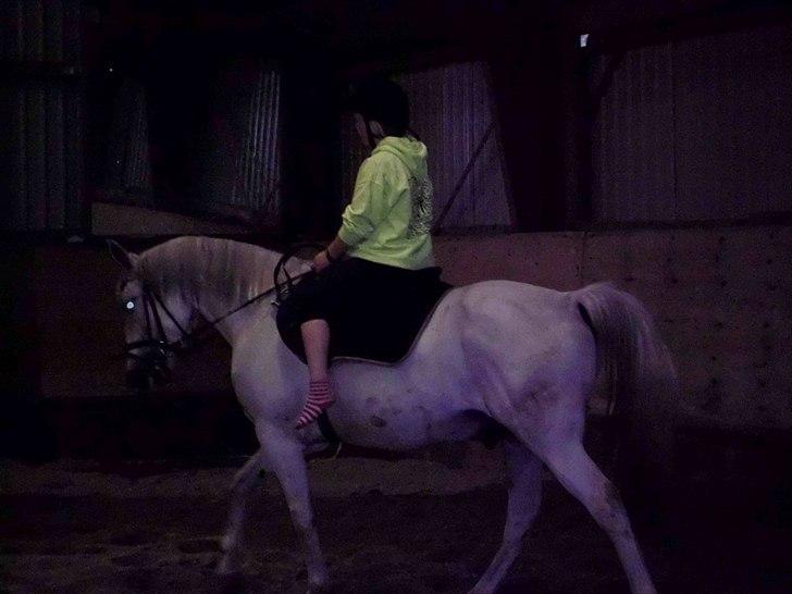 Anden særlig race Bolero (opsagt) billede 13