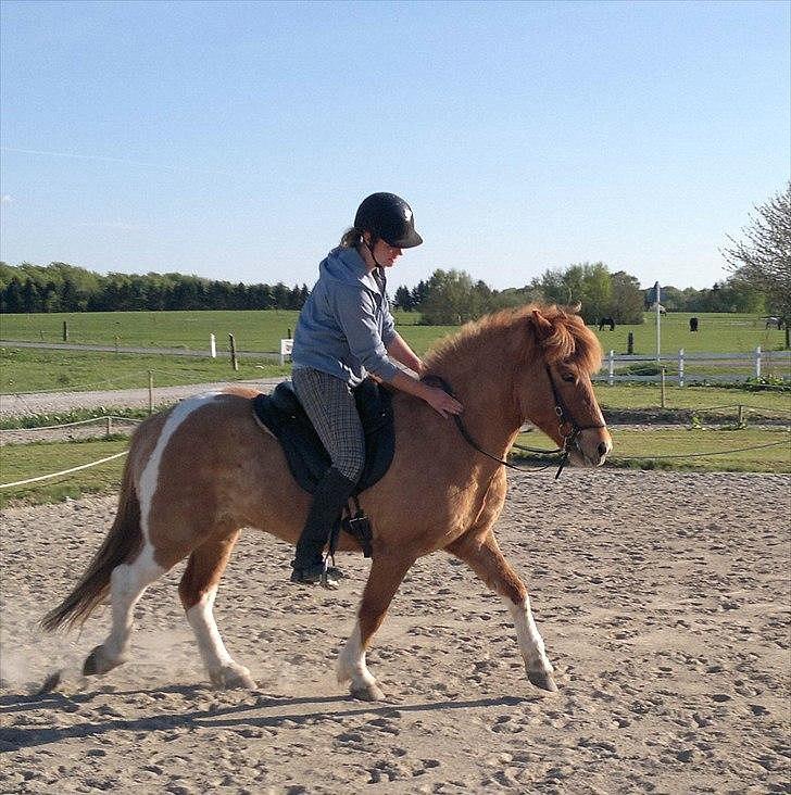 Islænder Neisti fra Munkhøj - Endnu et billede af første gang jeg rider ham (: - taget af Mia R. billede 8