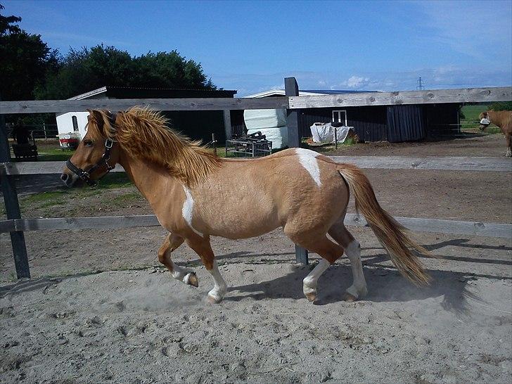 Islænder Neisti fra Munkhøj - fine drengerøv :p  billede 9