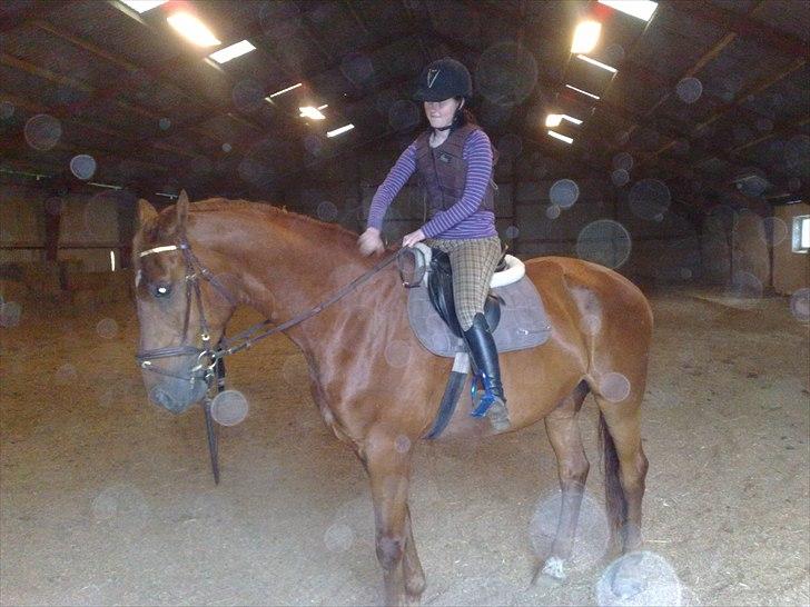 Dansk Varmblod Bækgårdens Amazing SOLGT billede 19