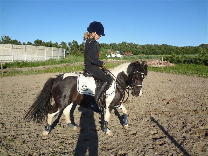 Anden særlig race Julie - Dressur du er dygtig mulle!(-: billede 8