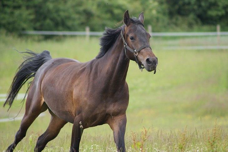 DSP Røgilds Dominique - Smuksakken på fold <3

Foto: Line Andersen. billede 17