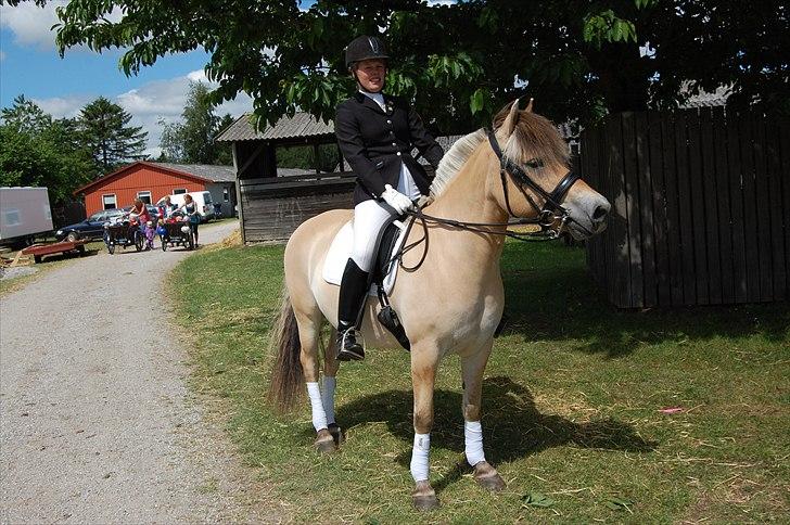 Fjordhest Fnug Halsnæs - Det Fynske Dyrskue 2011 billede 14