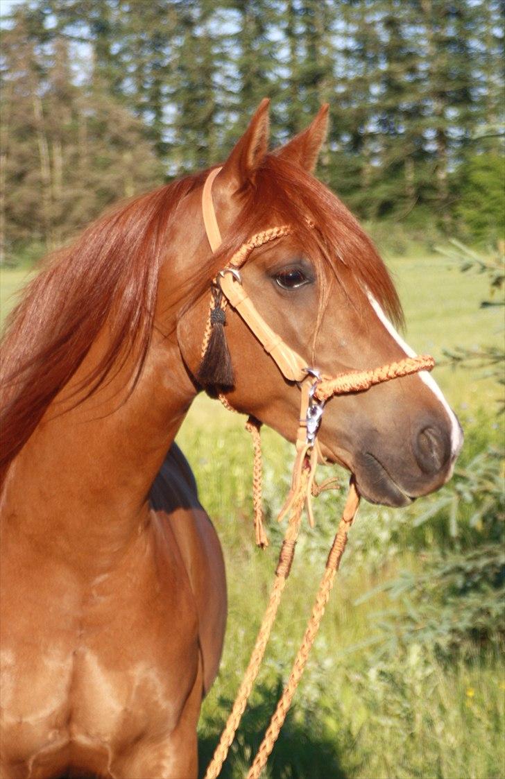 Anden særlig race Macody billede 15