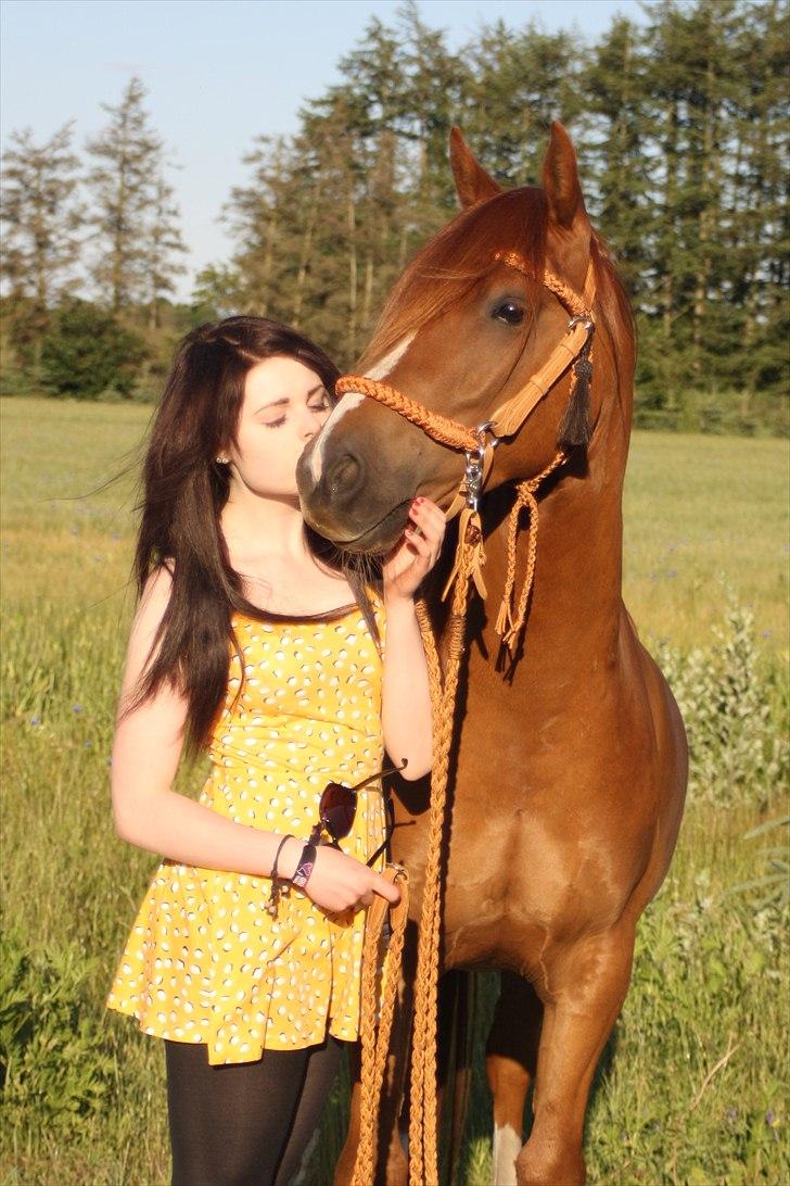 Anden særlig race Macody billede 4