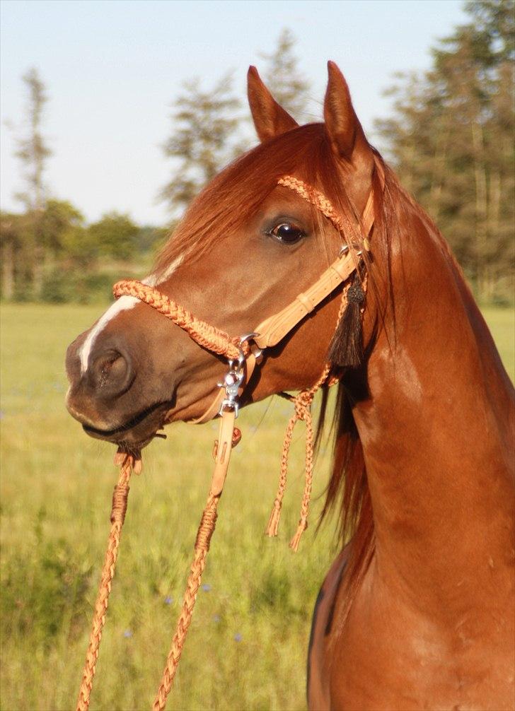 Anden særlig race Macody - En guldklump <3 billede 3