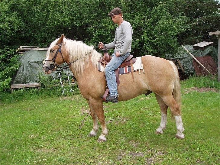 Haflinger Max  - Cowboy hesten :D billede 6