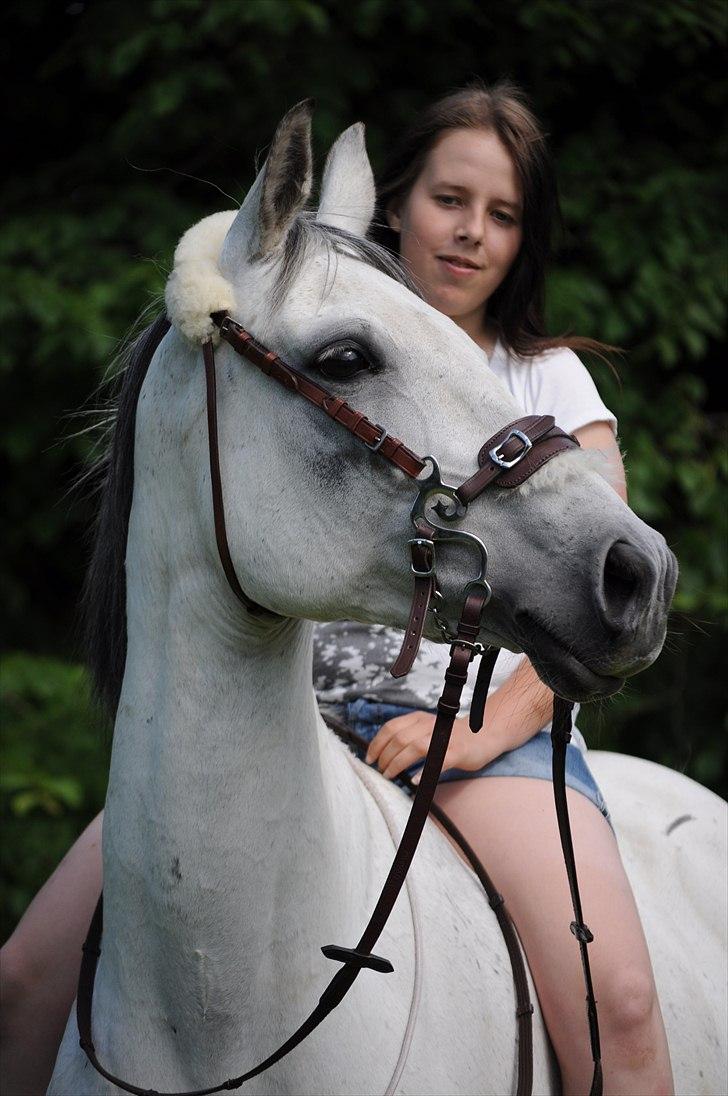 Trakehner Bint-Al-Hawa savnet!! -   (Foto JEM)   billede 2