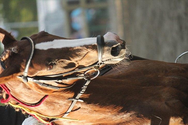 Tysk Sportspony Pasadina R.I.P - dejlig opvarmning til et dejligt Harry Potter show... :D billede 6