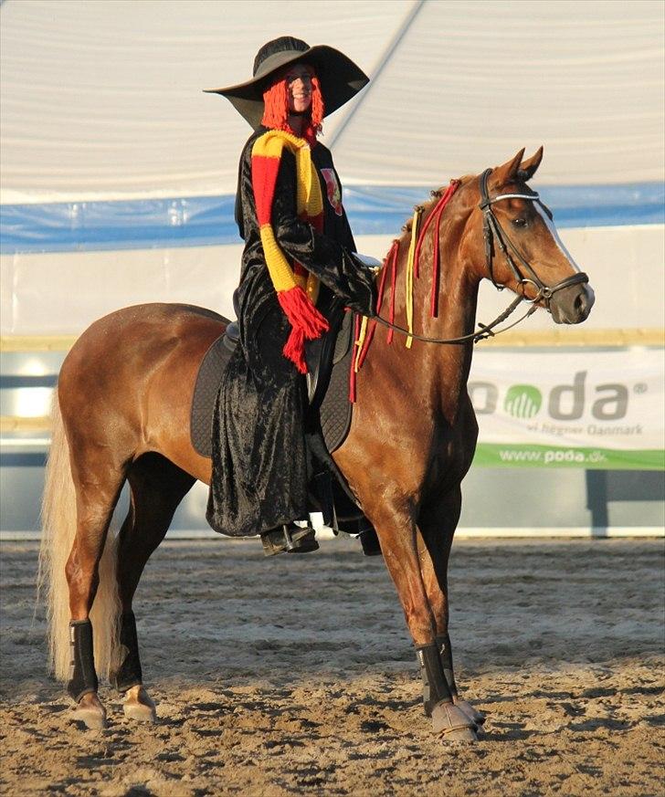 Tysk Sportspony Pasadina R.I.P - Arh... Æsler... aldrig har hun set noget lignende :D Skøn pony! billede 7